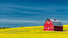 Classic Red Farm Barn In A Yellow Field Of Canola