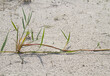 A stolon of Sand sedge, a long rhizome, becomes visible because the wind has blown away the sand 