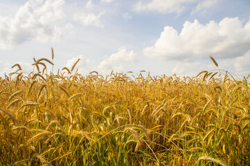 Ripe harvest field of ears of wheat rye in a landscape with blue sky