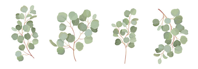 Wall Mural - Eucalyptus vector watercolor floral set. Green leaf branches, Silver dollar greenery, natural leaves