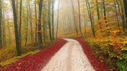 Wall Mural - Autumn seasonal foggy forest road with falling leaves.