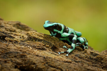 Dendrobates auratus - Green and black poison dart frog also green-and-black poison arrow frog and green poison frog, bright mint-green coloration, highly toxic animal