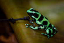 Dendrobates Auratus - Green And Black Poison Dart Frog Also Green-and-black Poison Arrow Frog And Green Poison Frog, Bright Mint-green Coloration, Highly Toxic Animal