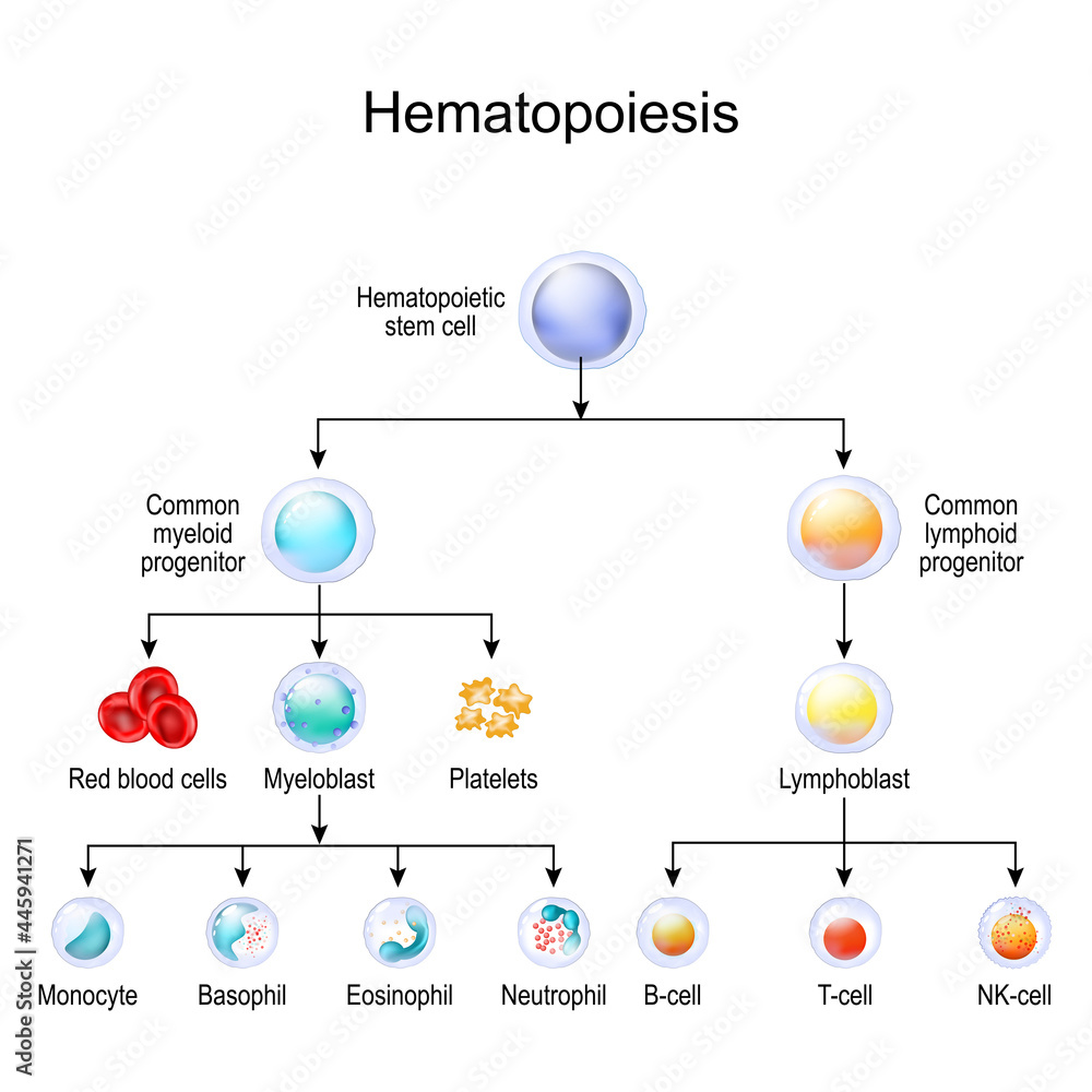 blood cell types. hematopoiesis Stock Vector | Adobe Stock