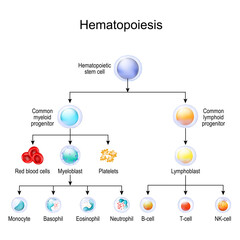 Wall Mural - blood cell types. hematopoiesis