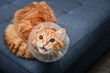 orange cat with veterinairy cone