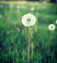 Dandelion In Grass