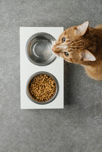 Two Pets Bowls On Wooden Stand, Cat Or Dog Feeder, Food In The Stainless Dish. Cat Looking Up, Asking For Meal