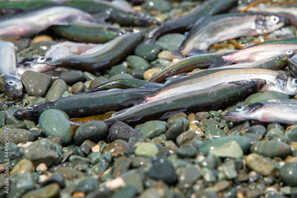 Small fresh female capelin fish or capelin smelt with green and silver ...