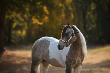 Buckskin Tobiano