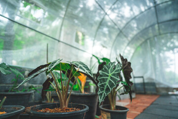 plant gardening in botanical greenhouse, grow with horticulture light, interior cultivation growing indoor glasses plantation, tropical foliage palm growth inside exotic cultivate