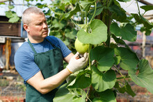 Confident Male Farmer Working In Hothouse, Caring For Zucchinis Plants..