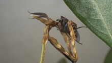Macro Shot, A Praying Mantis Start To Eat A Fly By The Head First