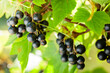 Ripe black currant on a branch in the garden.