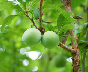 Wall Mural - close up on plum on the branch