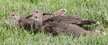 Wild Turkey Juveniles Resting With Caution. Quail Hollow Ranch County Park, Santa Cruz County, California, USA.