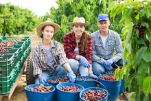 Portrait Of Three Positive Hardworking Farmers Sitting In A Fruit Nursery With Cherries Collected In Buckets And ..crates