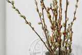 Fototapeta Dmuchawce - Willow branches on light background, closeup