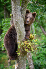 Sticker - Wild Brown Bear (Ursus Arctos) on tree in the summer forest. Wildlife scene