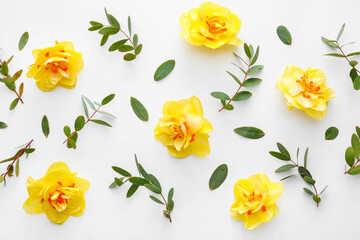 Beautiful composition with daffodils on white background