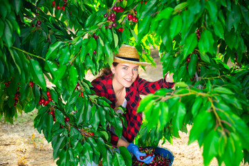 Wall Mural - Happy smiling young woman working in farm orchard during summer harvest time, picking fresh ripe sweet cherries