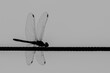 Dragonfly sitting on a clothesline
