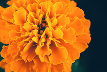 Close Up Of Soft Focused Orange Marigold Flower (Tagetes Erecta, African, Mexican, Aztec Marigold) On Dark Background With Copy Space. Summer And Fall Colors. Luxury Minimal Floral Design. Macro Photo