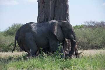 Canvas Print - Closeup shot of a big elephant at Tarangire National Park, Africa