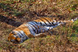 The Amur tiger lies on fallen leaves in the autumn forest. Beautiful wild tiger in the autumn forest.