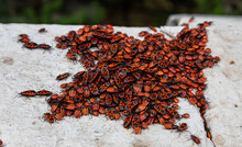 Large Colony Of Red And Black Beetles On A Stone