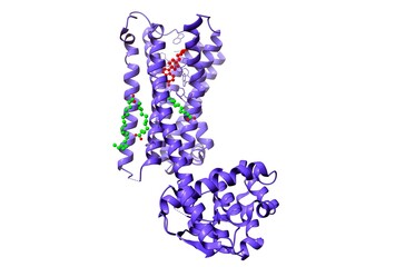 Structure of the D2 dopamine receptor bound to the atypical antipsychotic drug risperidone (red), 3D cartoon and ball-and-stick model, white background