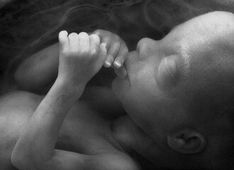 human fetus