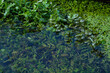 Ein Bach mit vielen grünen Wasserpflanzen
