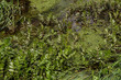 Unterschiedliche grüne Wasserpflanzen in einem Gewässer / Bach (Naturschutzgebiet)