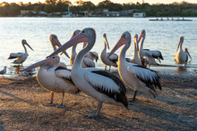 Side View Of Pelicans On Riverside At Sunset In Noosaville,Queensland,Australia. Wild Animal Concept