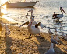 Pelicans In A Funny Pose Rivershore In Noosaville, Queensland, Australia. Wild Animal Concept