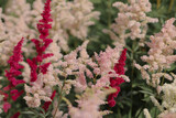 Fototapeta Kwiaty - Tawułki w ogrodzie, piękne kolorowe byliny na rabacie