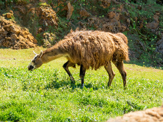 Wall Mural - Llama grazing on the field