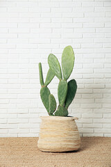 Canvas Print - Beautiful potted cactus near white brick wall. Interior design