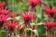 Scarlet beebalm, commonly known as bergamot or squaw, in flower