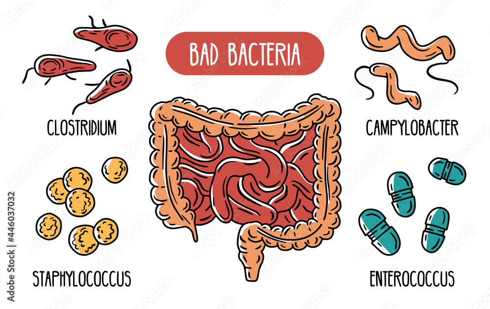 Vector infographics of the human gut microbiota. Bad bacteria of the ...