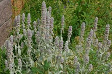 Many Long Gray Decorative Flowers In Green Grass In A Summer Garden
