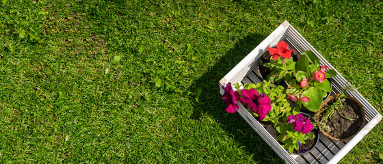 Wall Mural - Flower seedlings in a pot in a white wooden crate are ready to be planted.