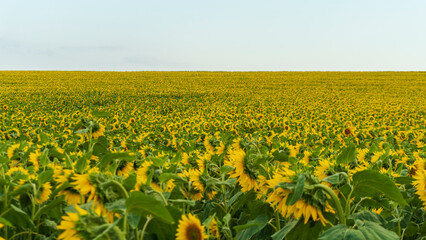 Wall Mural - sunflower field and blue sky