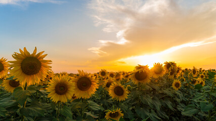 Wall Mural - a sunflower field at sunset