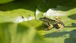 frog on leaf