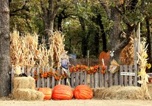 Welcome To The Pumpkin Patch