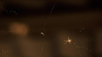 The spider weaves a strong web