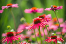 Purple Coneflowers (echinacea) In Full Bloom With Blurry Green Background