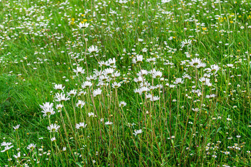 Blooming Shasta daisies on summer meadow on a windy day in late Spring 2